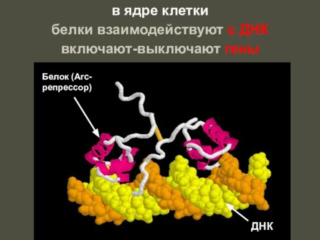 в ядре клетки белки взаимодействуют с ДНК включают-выключают гены Белок (Arc-репрессор) ДНК