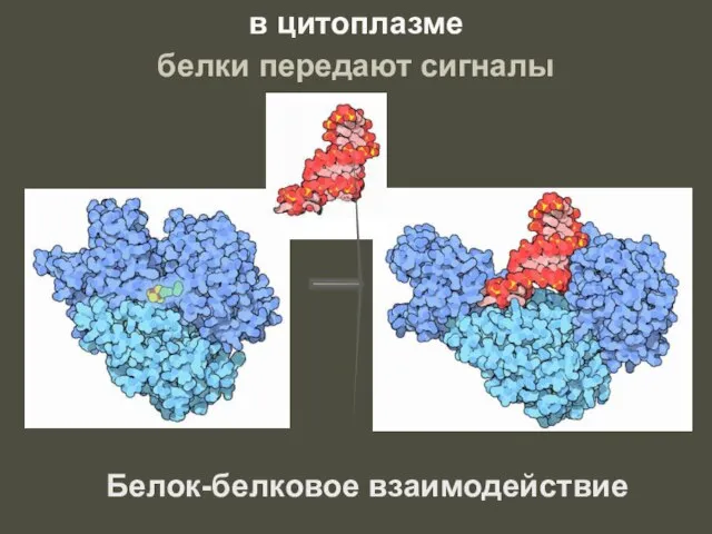 Белок-белковое взаимодействие в цитоплазме белки передают сигналы