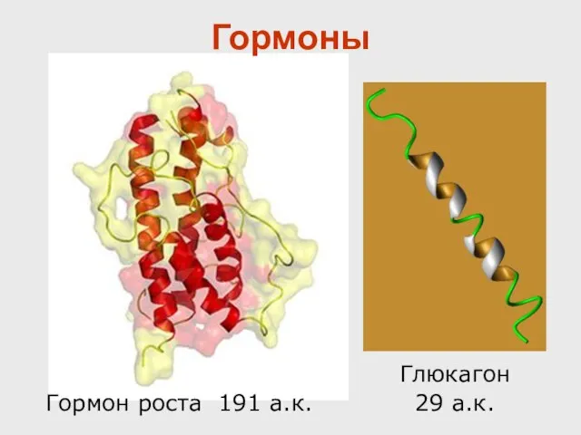 Гормон роста 191 а.к. Глюкагон 29 а.к. Гормоны