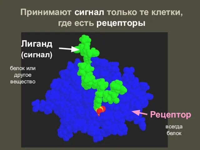 Рецептор Лиганд (сигнал) Принимают сигнал только те клетки, где есть рецепторы