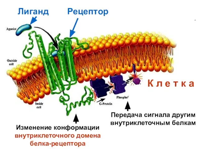 Лиганд Рецептор Изменение конформации внутриклеточного домена белка-рецептора Передача сигнала другим внутриклеточным белкам