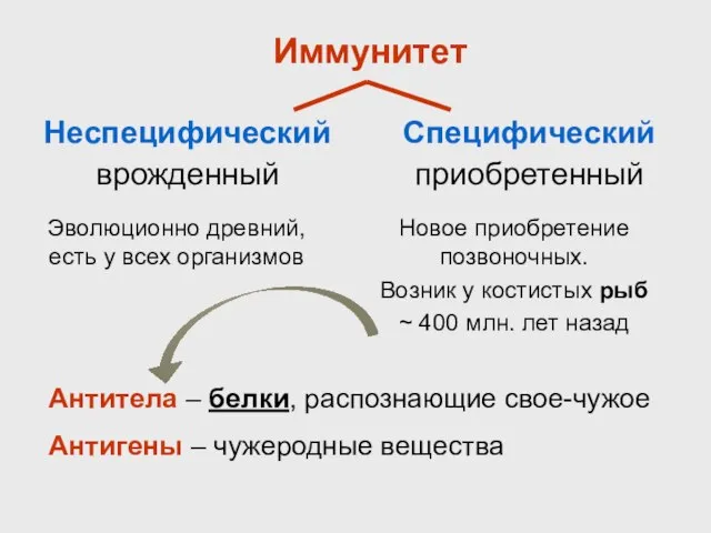 Иммунитет Неспецифический врожденный Специфический приобретенный Эволюционно древний, есть у всех организмов