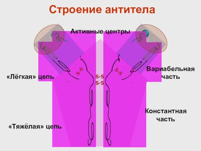 «Тяжёлая» цепь «Лёгкая» цепь Константная часть Вариабельная часть Активные центры Строение антитела