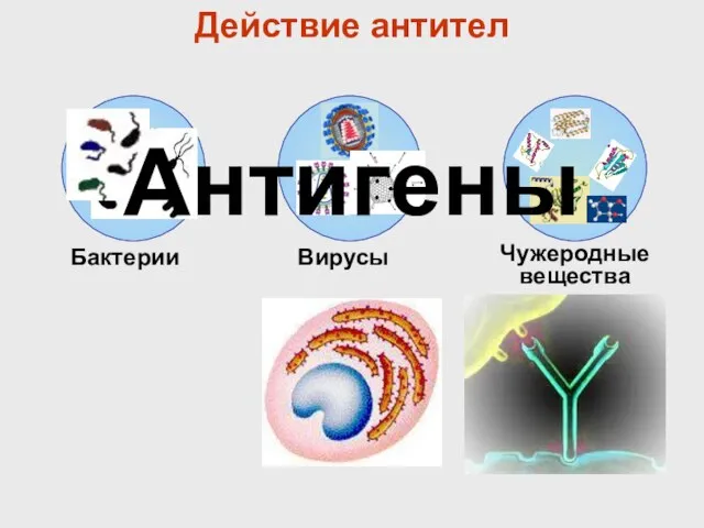 Действие антител Бактерии Вирусы Чужеродные вещества Антигены