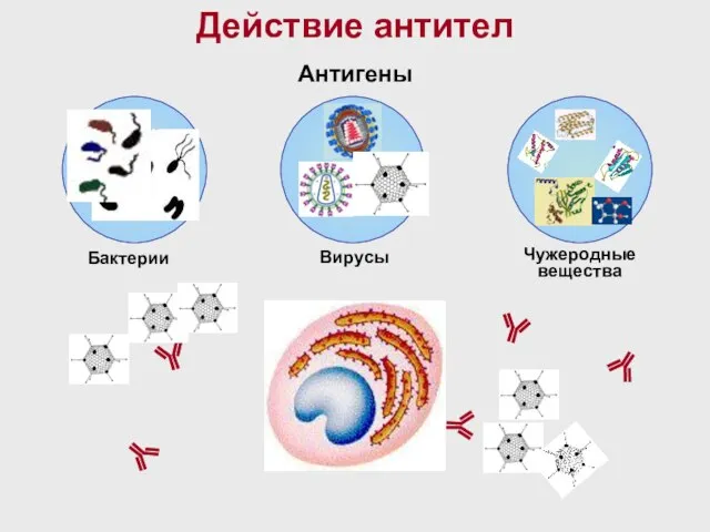 Действие антител Бактерии Вирусы Чужеродные вещества Антигены