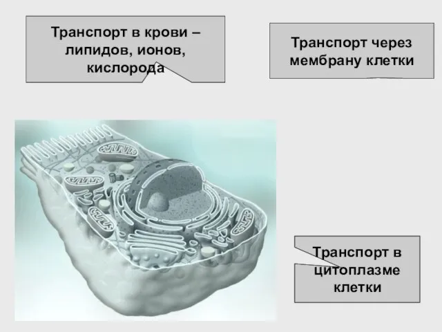 Транспорт через мембрану клетки Транспорт в крови – липидов, ионов, кислорода Транспорт в цитоплазме клетки