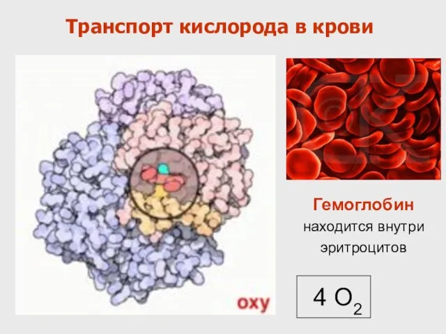 Транспорт кислорода в крови Гемоглобин находится внутри эритроцитов 4 О2