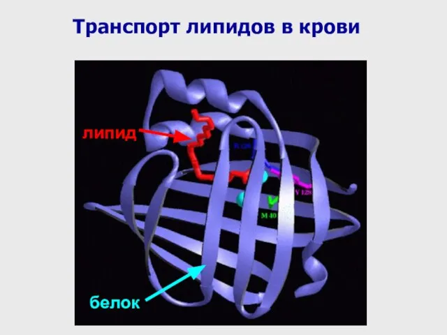 липид Транспорт липидов в крови белок