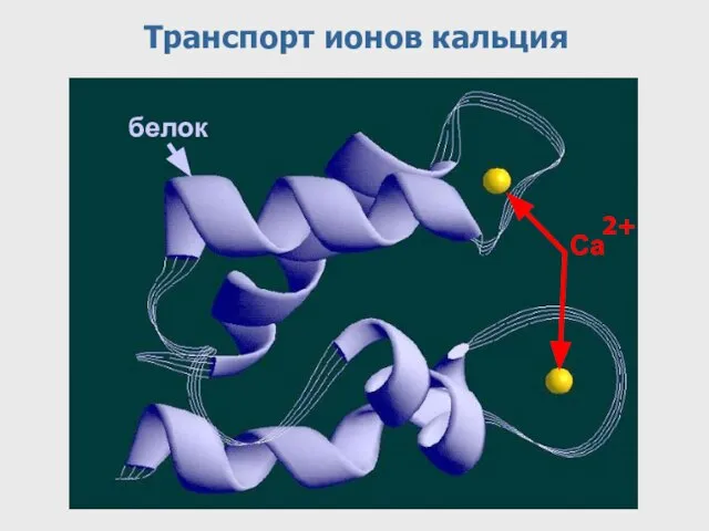 Транспорт ионов кальция Са 2+ белок