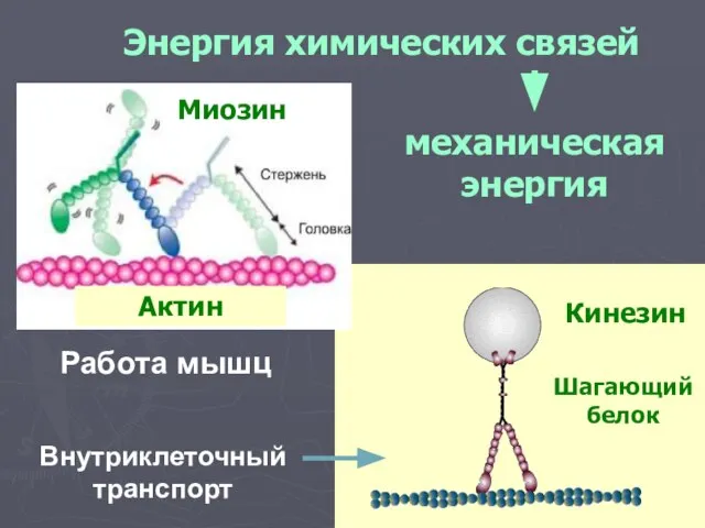 Энергия химических связей механическая энергия Актин Миозин Кинезин Шагающий белок Работа мышц Внутриклеточный транспорт