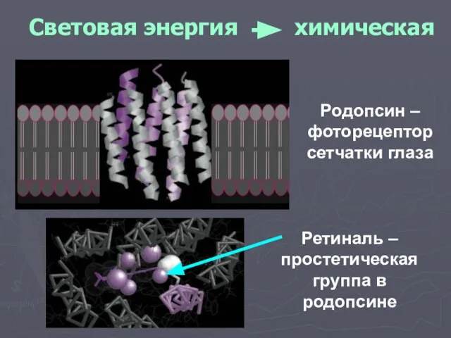 Световая энергия химическая Родопсин – фоторецептор сетчатки глаза Ретиналь – простетическая группа в родопсине