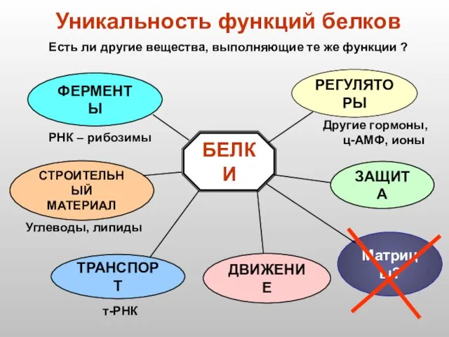 БЕЛКИ РЕГУЛЯТОРЫ ФЕРМЕНТЫ СТРОИТЕЛЬНЫЙ МАТЕРИАЛ ТРАНСПОРТ ДВИЖЕНИЕ ЗАЩИТА Уникальность функций белков