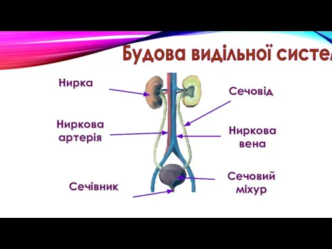 Нирка Ниркова артерія Ниркова вена Сечовід Сечовий міхур Сечівник Будова видільної системи