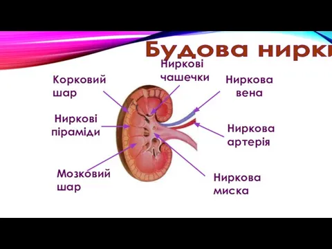 Будова нирки Ниркові піраміди Ниркова вена Ниркова артерія Ниркова миска Корковий шар Мозковий шар Ниркові чашечки