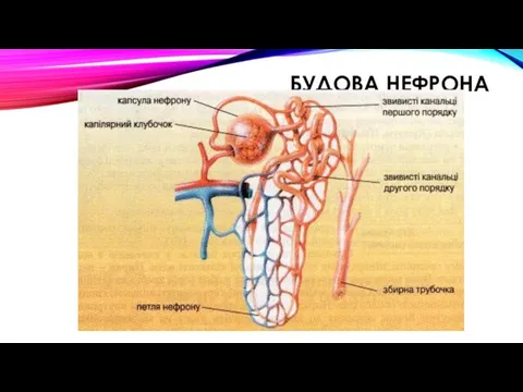 БУДОВА НЕФРОНА