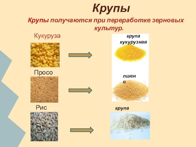 Крупы Крупы получаются при переработке зерновых культур. Кукуруза Рис Просо крупа кукурузная пшено крупа рисовая