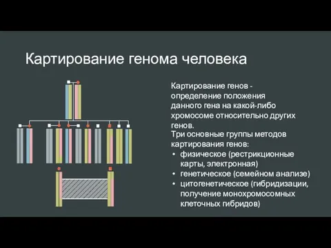 Картирование генома человека Картирование генов - определение положения данного гена на