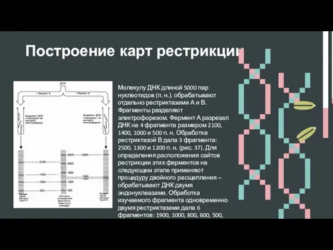 Построение карт рестрикции Молекулу ДНК длиной 5000 пар нуклеотидов (п. н.).