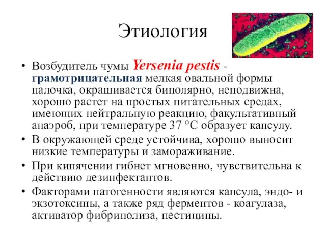 Этиология Возбудитель чумы Yersenia рestis - грамотрицательная мелкая овальной формы палочка,