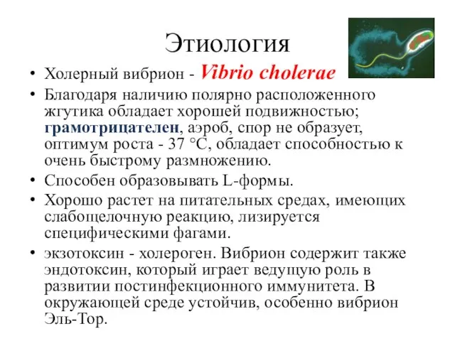 Этиология Холерный вибрион - Vibrio cholerae Благодаря наличию полярно расположенного жгутика