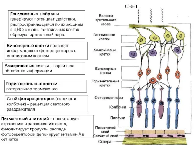 Ганглиозные нейроны – генерируют потенциал действия, распространяющийся по их аксонам в