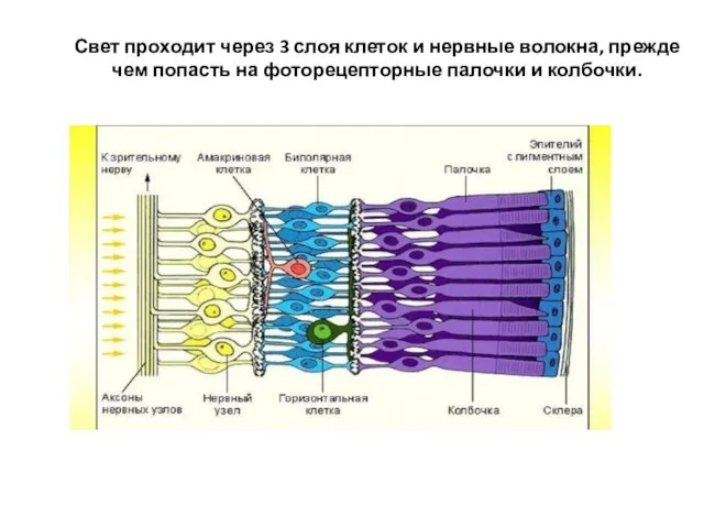 Свет проходит через 3 слоя клеток и нервные волокна, прежде чем