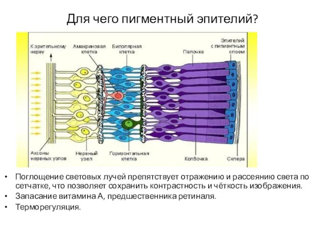 Для чего пигментный эпителий? Поглощение световых лучей препятствует отражению и рассеянию