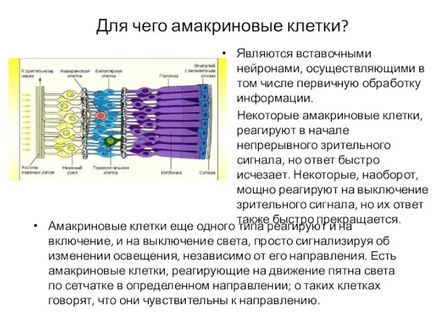 Для чего амакриновые клетки? Являются вставочными нейронами, осуществляющими в том числе