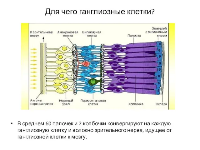 Для чего ганглиозные клетки? В среднем 60 палочек и 2 колбочки