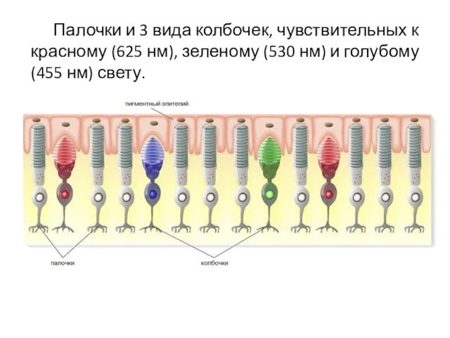 Палочки и 3 вида колбочек, чувствительных к красному (625 нм), зеленому