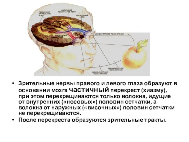 Зрительные нервы правого и левого глаза образуют в основании мозга частичный