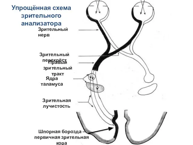 Зрительный нерв Зрительный перекрёст Правый зрительный тракт Ядра таламуса Зрительная лучистость