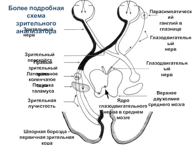 Зрительный нерв Зрительный перекрёст Правый зрительный тракт Латеральное коленчатое тело Подушка