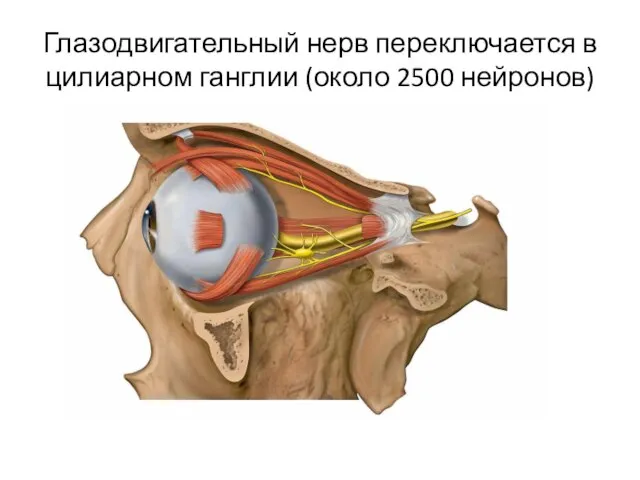 Глазодвигательный нерв переключается в цилиарном ганглии (около 2500 нейронов)