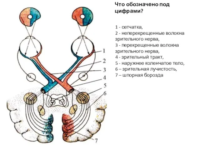 Что обозначено под цифрами? 1 - сетчатка, 2 - неперекрещенные волокна