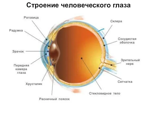 Строение человеческого глаза