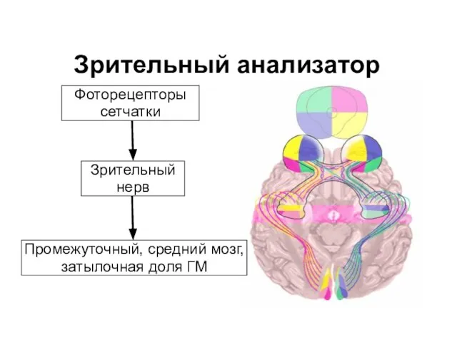 Зрительный анализатор