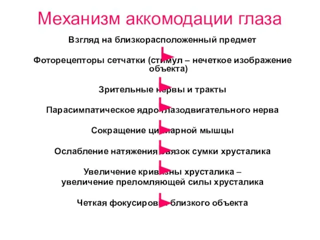 Механизм аккомодации глаза Взгляд на близкорасположенный предмет Фоторецепторы сетчатки (стимул –