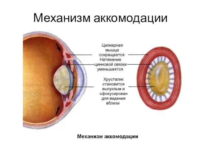 Механизм аккомодации