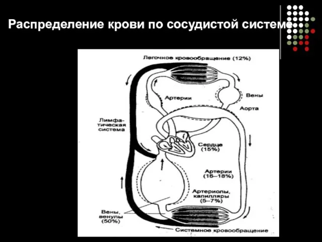 Распределение крови по сосудистой системе