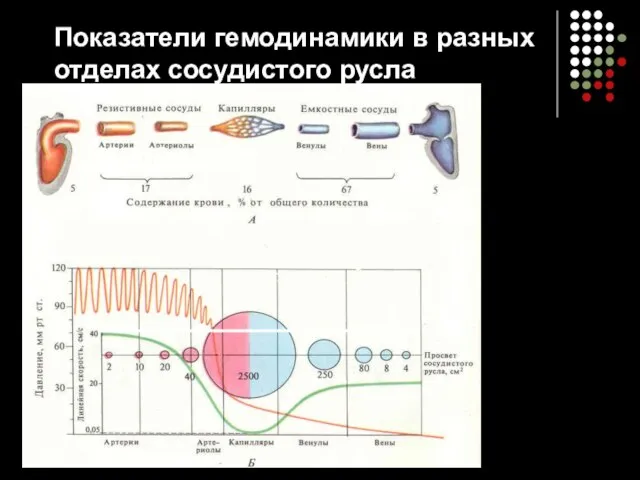 Показатели гемодинамики в разных отделах сосудистого русла