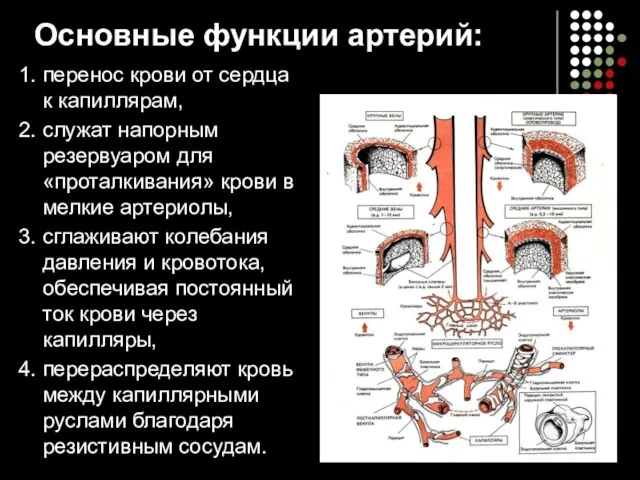 Основные функции артерий: 1. перенос крови от сердца к капиллярам, 2.