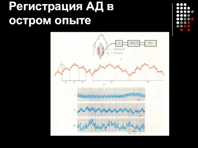 Регистрация АД в остром опыте