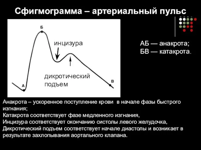 Сфигмограмма – артериальный пульс АБ — анакрота; БВ — катакрота. инцизура