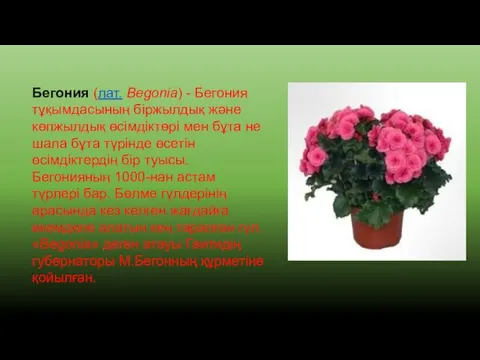 Бегония (лат. Begonia) - Бегония тұқымдасының біржылдық және көпжылдық өсімдіктөрі мен