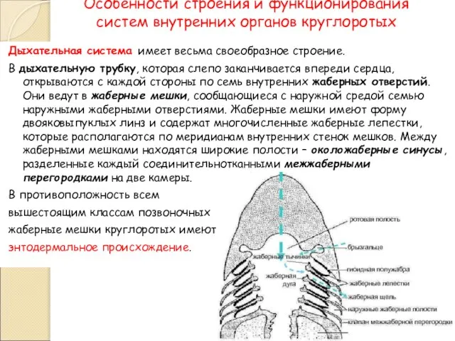 Особенности строения и функционирования систем внутренних органов круглоротых Дыхательная система имеет