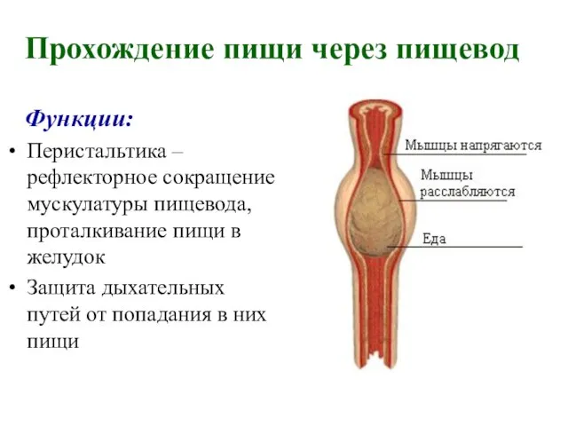 Прохождение пищи через пищевод Функции: Перистальтика – рефлекторное сокращение мускулатуры пищевода,