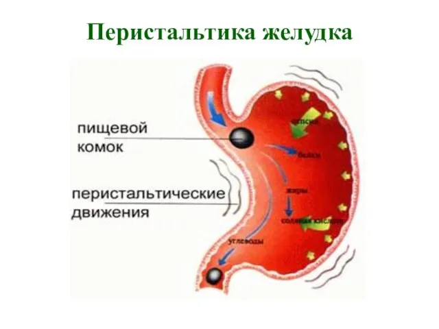 Перистальтика желудка