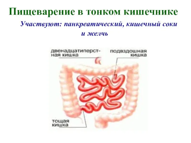 Пищеварение в тонком кишечнике Участвуют: панкреатический, кишечный соки и желчь