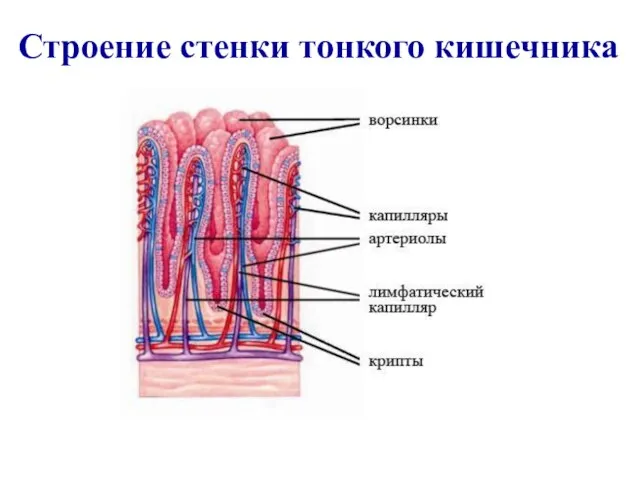 Строение стенки тонкого кишечника